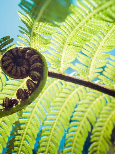 Close up of a New Zealand native fern