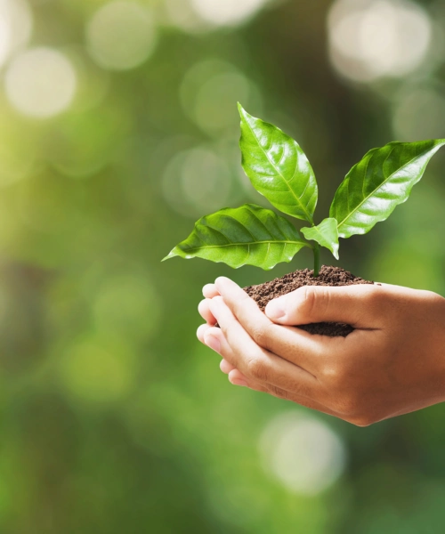 Hands holding a baby plant